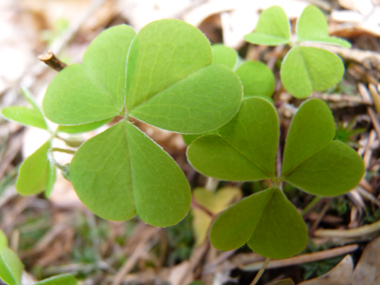 Feuilles composées à 3 folioles et faisant penser à celles du trèfle. Agrandir dans une nouvelle fenêtre (ou onglet)